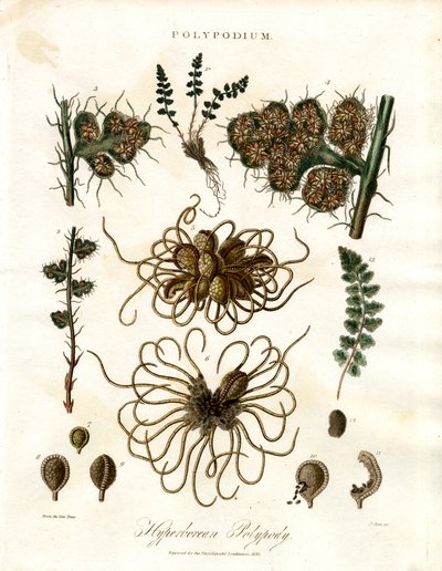 Polipodio iperboreo - Felci del genere Polypodium da John Pass