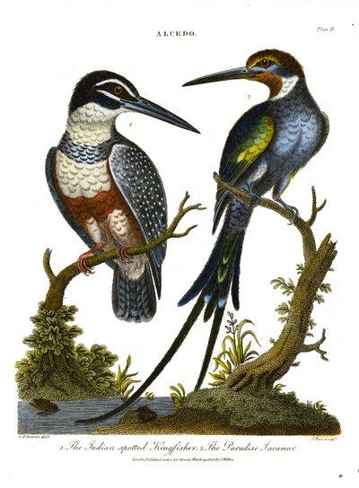 Martin pescatore (Alcedo): Martin pescatore indiano e Jacamar del Paradiso da John Pass