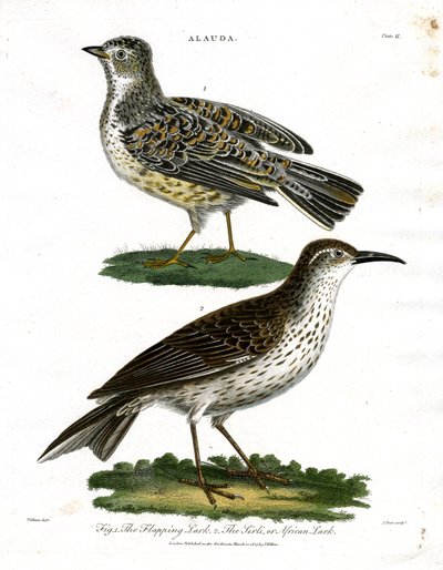 Specie di allodola - Allodola e allodola africana da John Pass