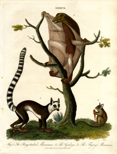 Lemuri: tre specie di proscimmie da John Pass