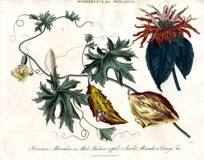 Momordica e Monarda da John Pass