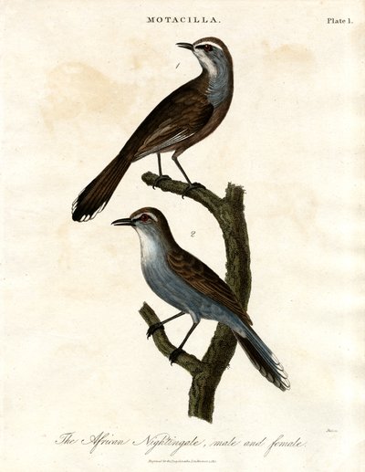 Motacilla - Usignolo africano da John Pass