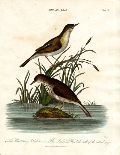 Motacilla: Fringuello chiacchierino e Fringuello isabellino da John Pass
