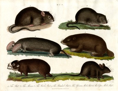 Mus: Illustrazione di vari roditori del genere Mus da John Pass