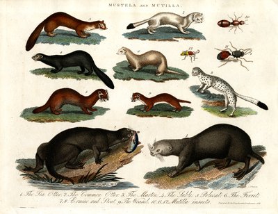 Mustela e Mutilla: illustrazione di vari Mustelidi e Insetti Mutilla da John Pass