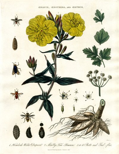Oenanthe;Oenothera e Oestrus - ginestra d