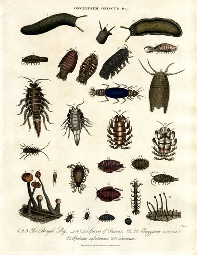 Onchidium; Oniscus e altri artropodi da John Pass