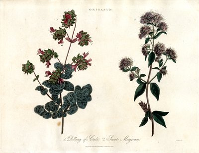 Specie di Origanum: Dittania di Creta e Maggiorana dolce da John Pass