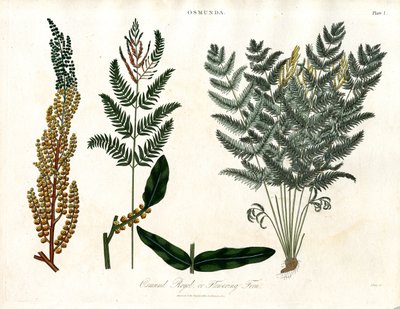 Osmunda da John Pass