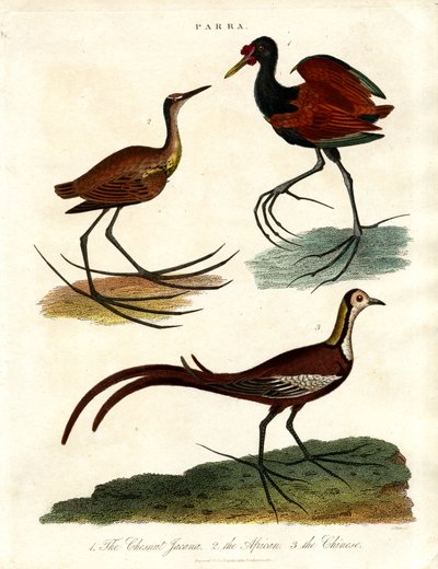 Specie Parra (Jacanas) da John Pass