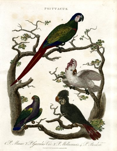 Pappagalli (Psittacus) da John Pass