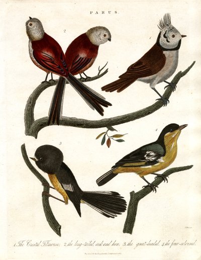 Parus: Cinciallegre e Paridi da John Pass