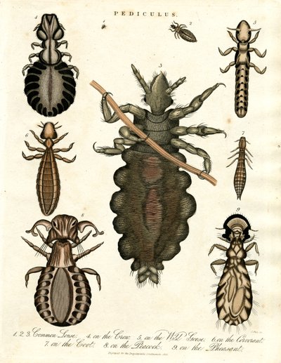 Pediculus - Varie specie di pidocchi da John Pass