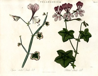 Specie di Pelargonium (becco di cicogna) da John Pass