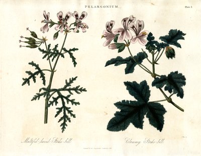 Specie di Pelargonium: Cicogna a foglie multiple e Cicogna a foglie chiuse da John Pass