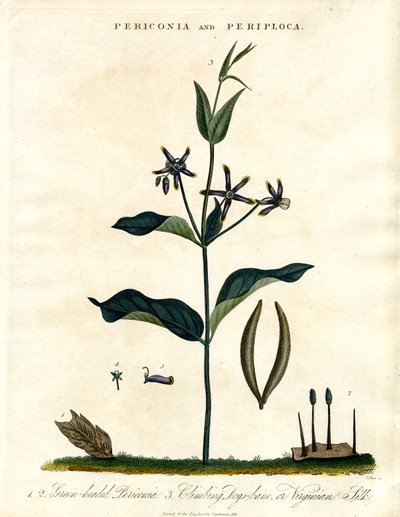 Periconia e Periploca da John Pass