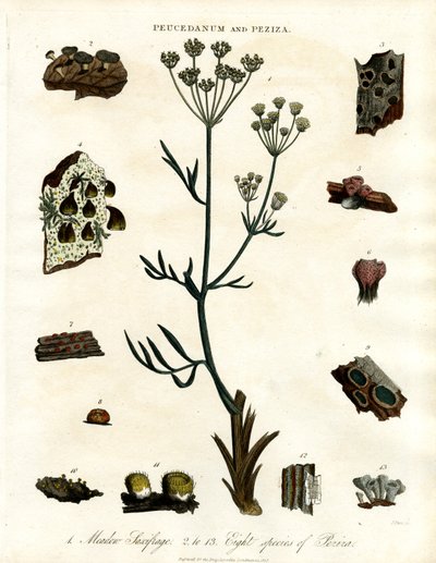 Peucedanum e Peziza da John Pass