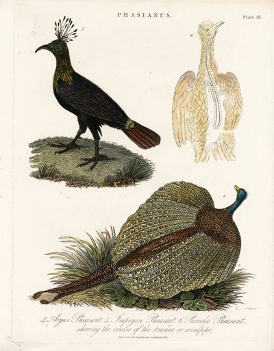 Specie di fagiano da John Pass