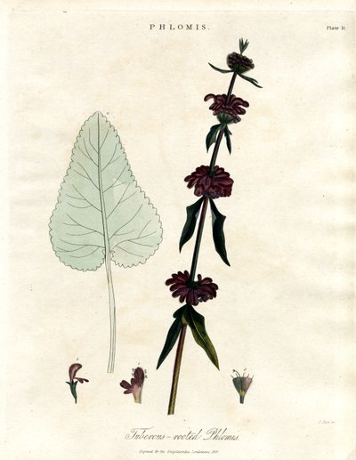 Phlomis: Salvia di Gerusalemme dalle radici tuberose da John Pass