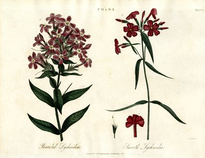 Specie di Phlox da John Pass