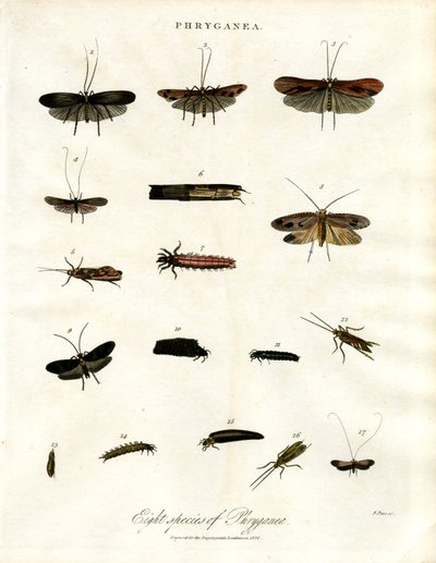 Phryganea - Caddisfidi da John Pass