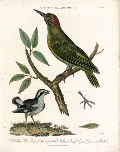 Fitotoma e Picchio con dettagli anatomici da John Pass