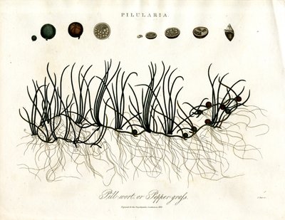 Pilularia: erba del cuscino o erba del pepe da John Pass