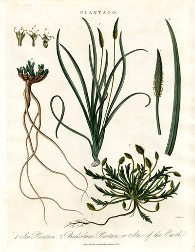Specie di Plantago da John Pass