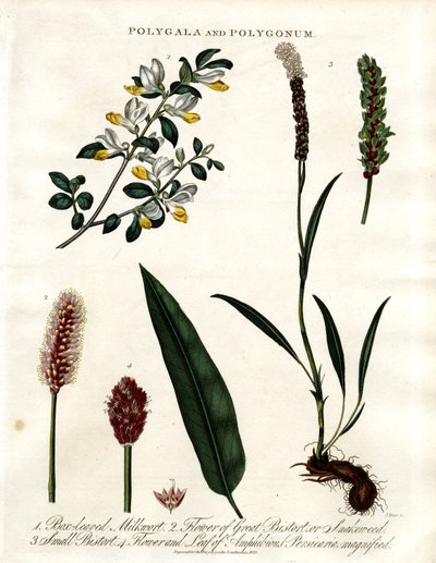 Polygala e Polygonum da John Pass