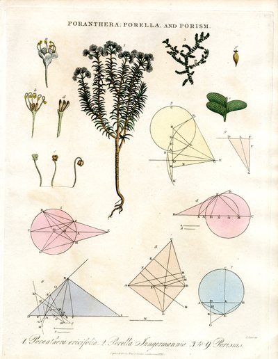 Poranthera;Porella e Porismi da John Pass