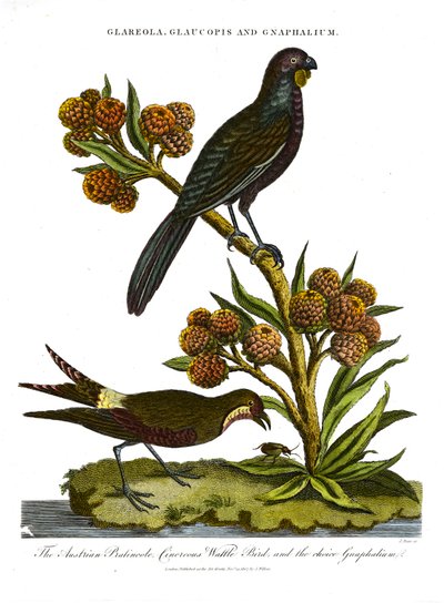 Pratincole; Glaucopis e Gnaphalium: Pratincolo austriaco; Uccello di palude cinerino e Gnaphalium di scelta da John Pass