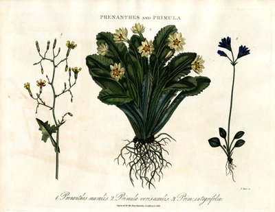 Prenanthes e Primula: Lattuga muraiola; Primula e Primula a foglia intera da John Pass