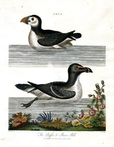 Puffin e Razor Bill (Alca) da John Pass