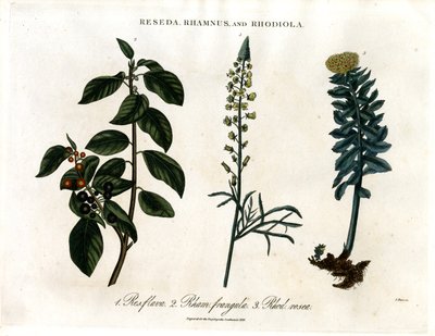 Reseda; Rhamnus e Rhodiola da John Pass