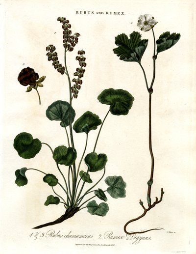 Rubus e Rumex: Mirtillo nero e acetosella di montagna da John Pass