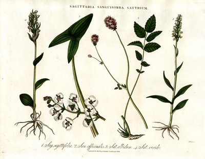Sagittaria; Sanguisorba e Satyrium: Rappresentazione botanica di varie specie vegetali da John Pass