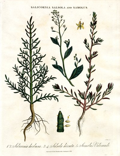 Salicornia; Salsola e Samolus: Piante alofite costiere da John Pass