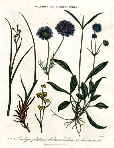 Scabiosa e Scheuchzeria da John Pass