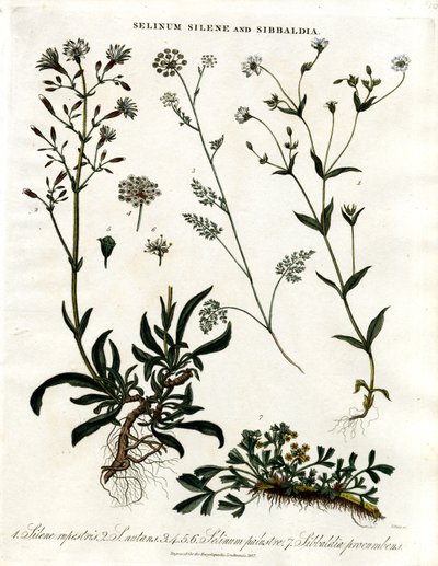 Selinum; Silene e Sibbaldia da John Pass