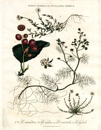 Sison;Spergula;Stellaria;Sorbus da John Pass