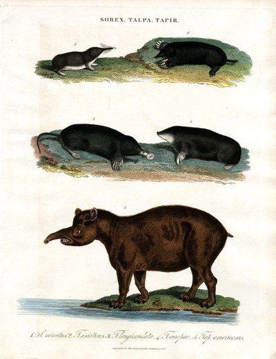 Sorex;Talpa;Tapiro: toporagni;talpe e tapiri da John Pass