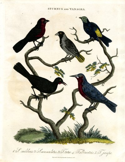 Sturnus e Tanagra (Storni e Tanagers) da John Pass
