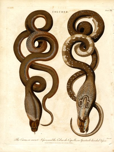 Il Cæcus, o Vipera segreta, e il Cobra de Capello, o Vipera con gli occhiali da John Pass