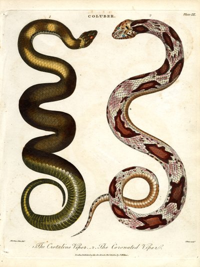 La Vipera Crotalina e la Vipera Incoronata da John Pass