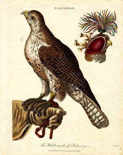 I mestieri della falconeria da John Pass