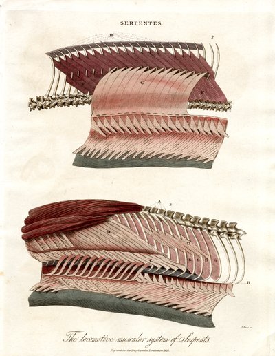 Il sistema muscolare locomotore dei serpenti da John Pass