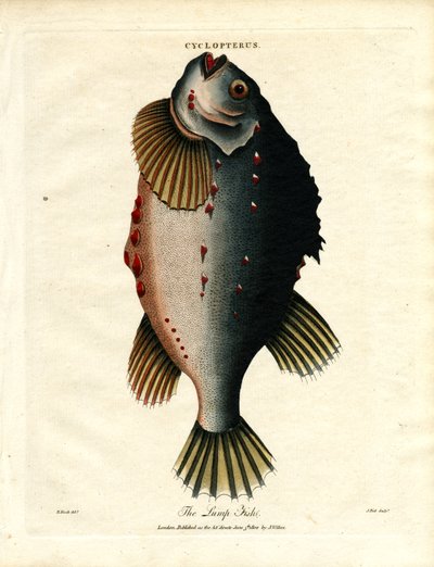 Il Pesce Grumo da John Pass