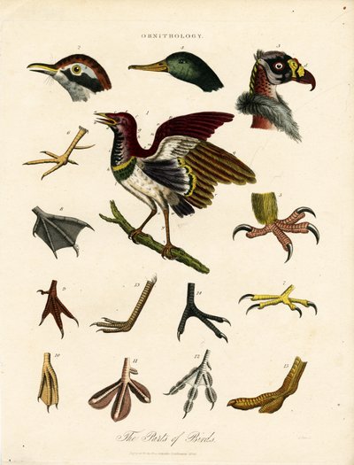 Le parti degli uccelli (Ornitologia) da John Pass