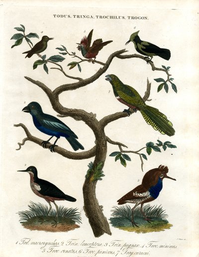 Todus;Tringa;Trochilus e Trogon da John Pass