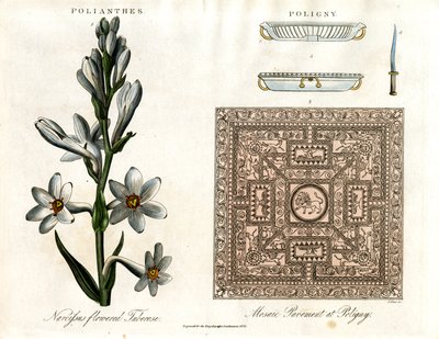 Tuberosa e mosaico romano da John Pass